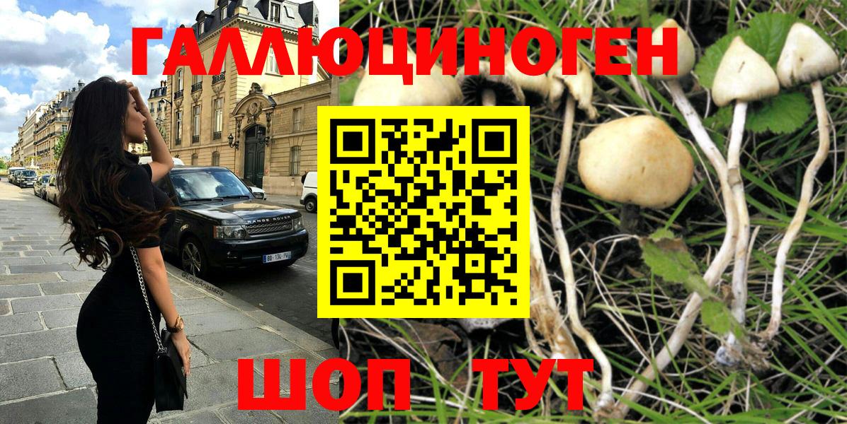 Галлюциногенные грибы Psilocybe Санкт-Петербург